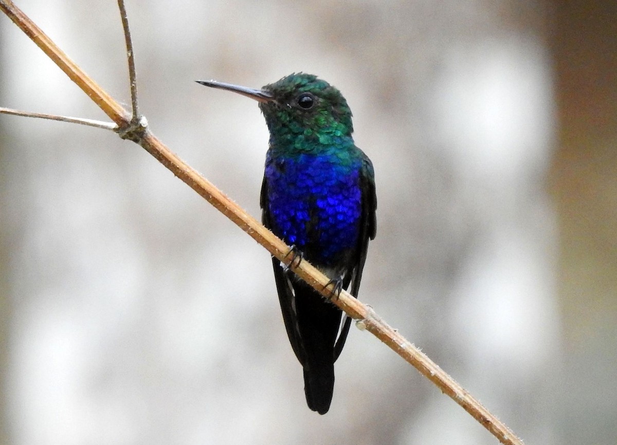 Violet-bellied Hummingbird - Klaus Lachenmaier