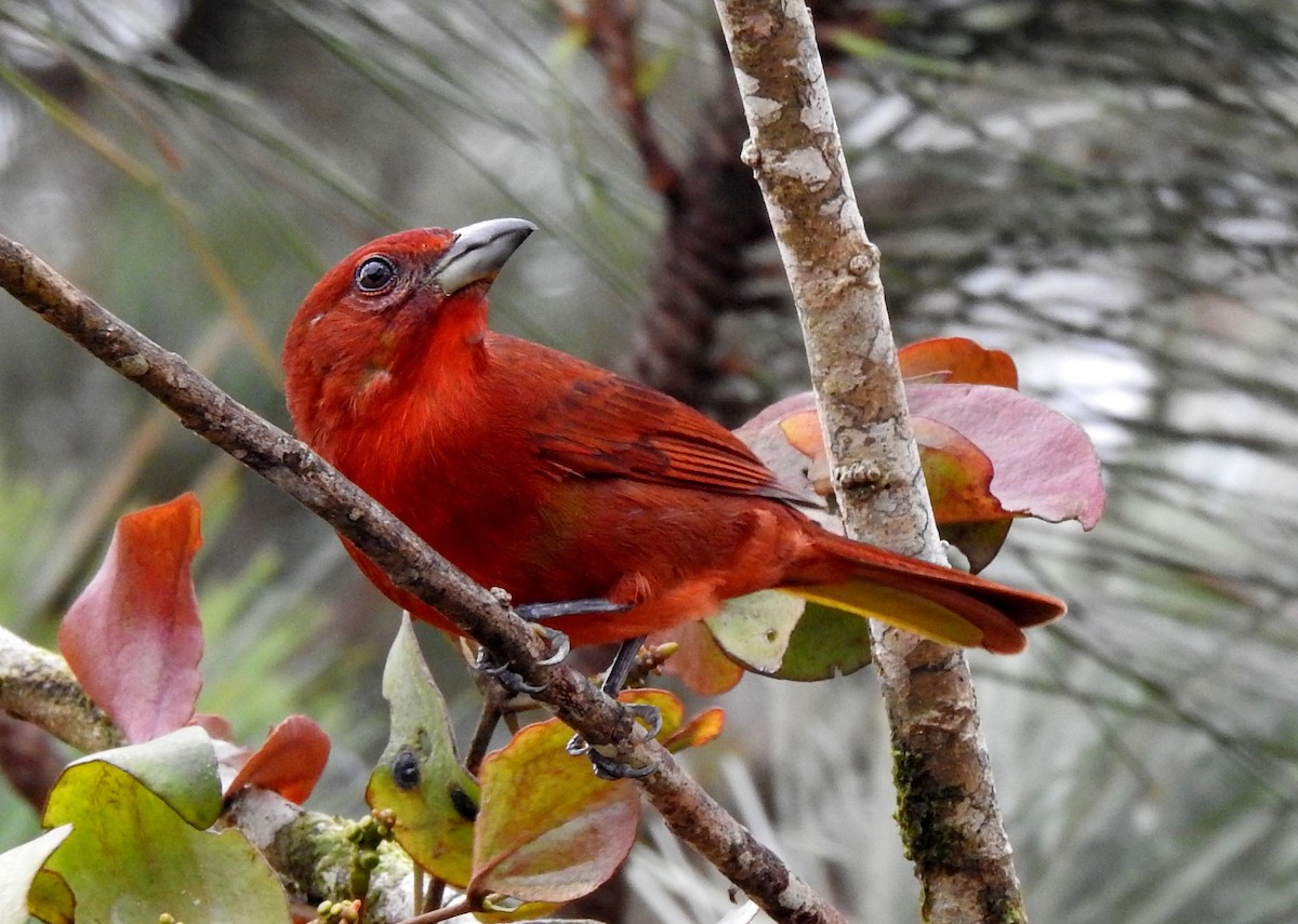Hepatic Tanager (Highland) - Klaus Lachenmaier