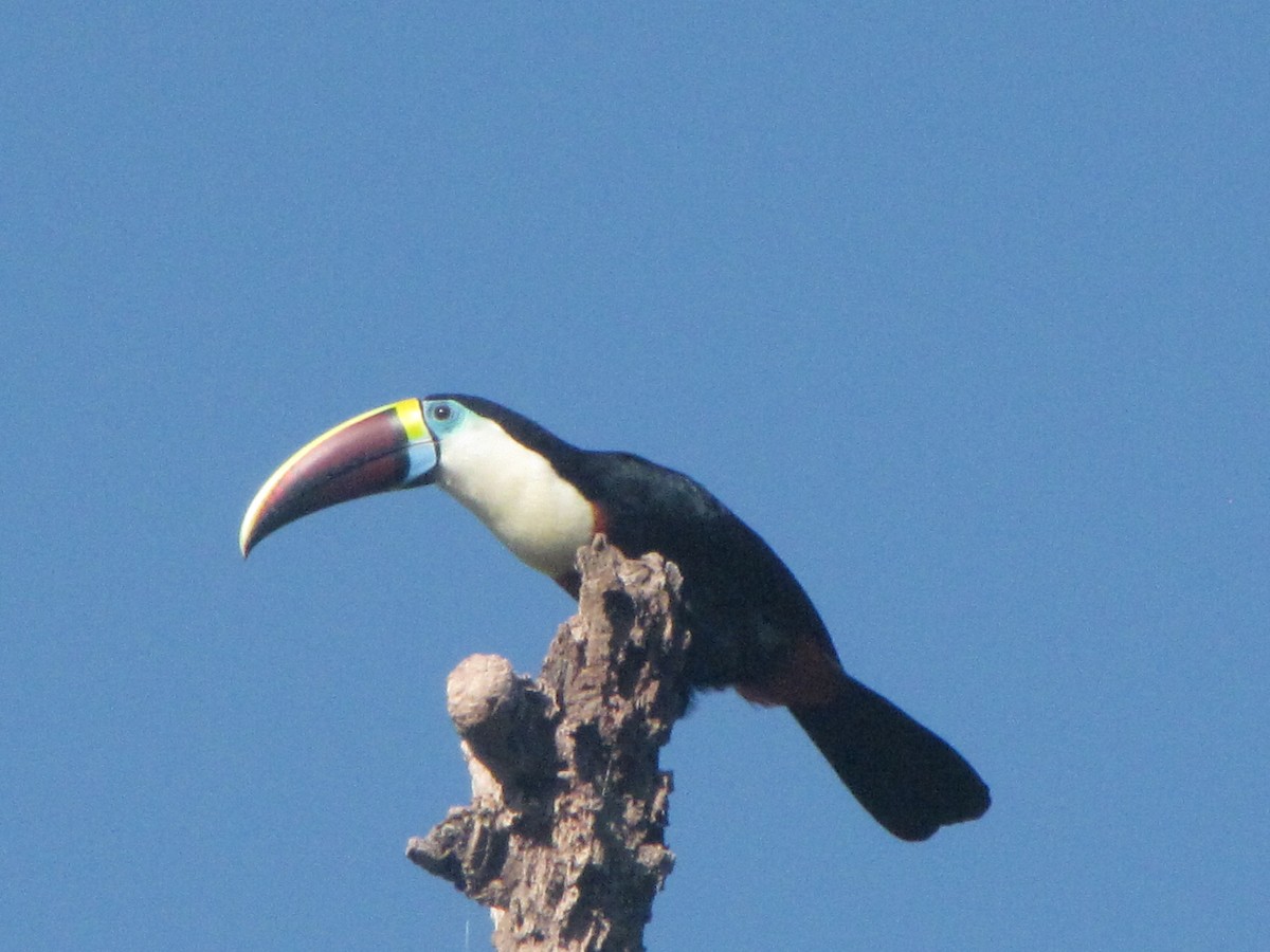 White-throated Toucan (Red-billed) - Michael N