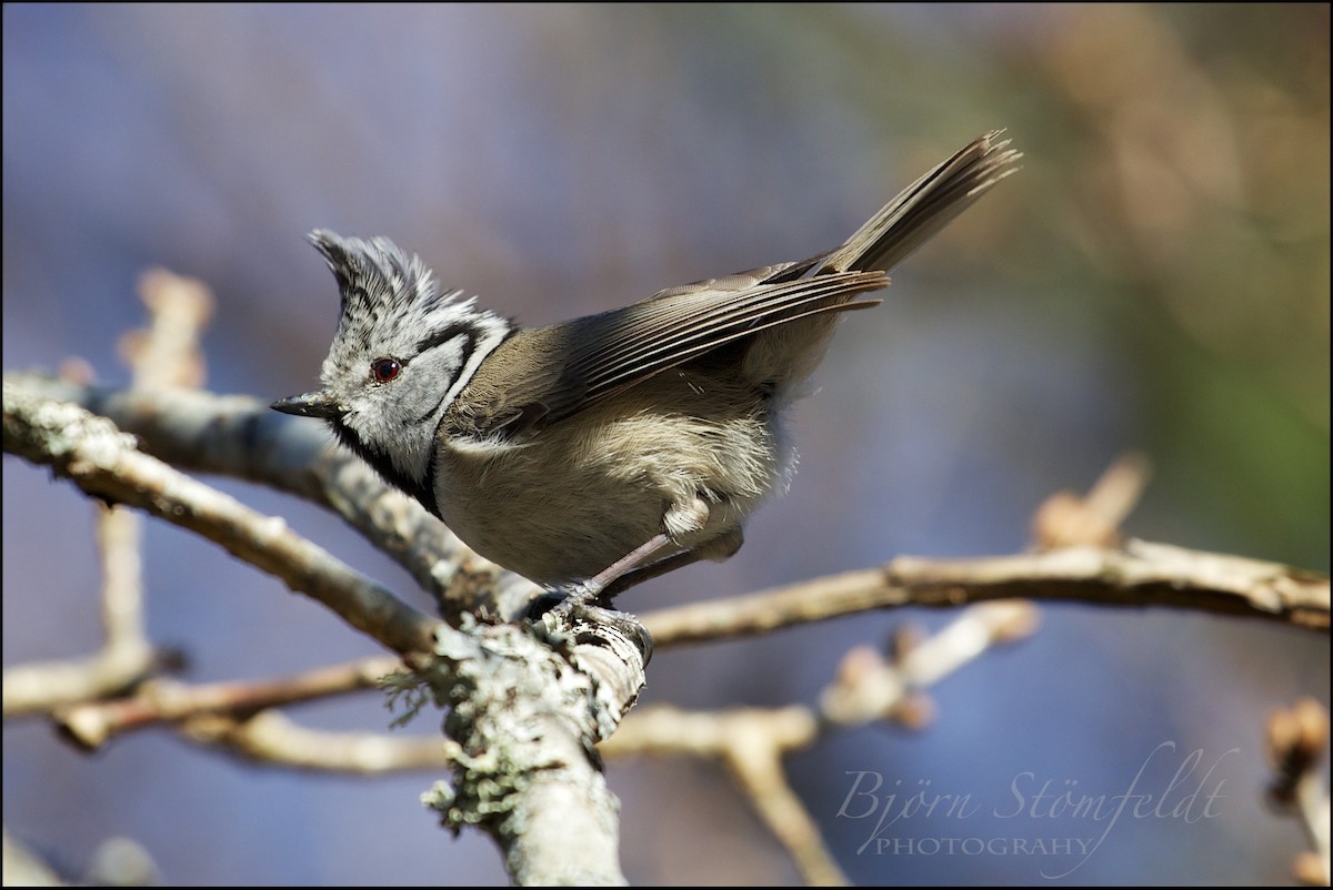 Crested Tit - ML204742201