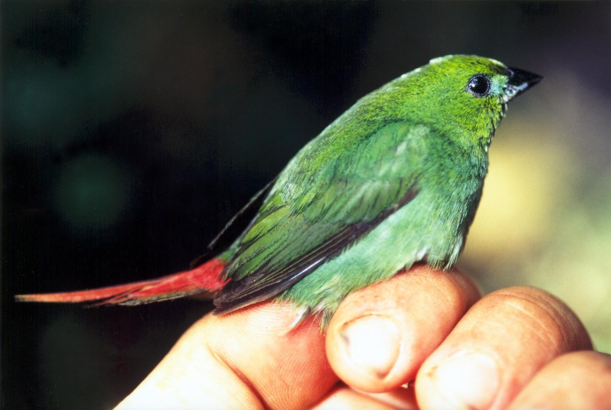 Green-faced Parrotfinch - ML204742211