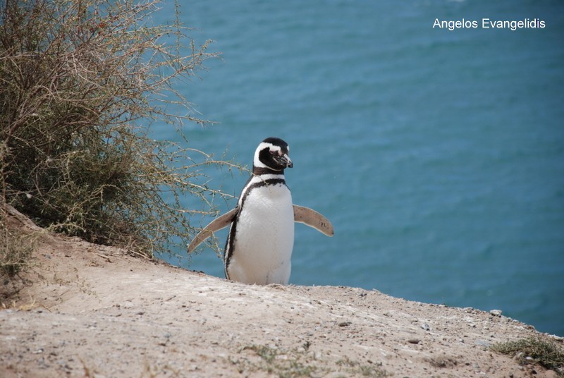 Magellanic Penguin - Angelos Evangelidis
