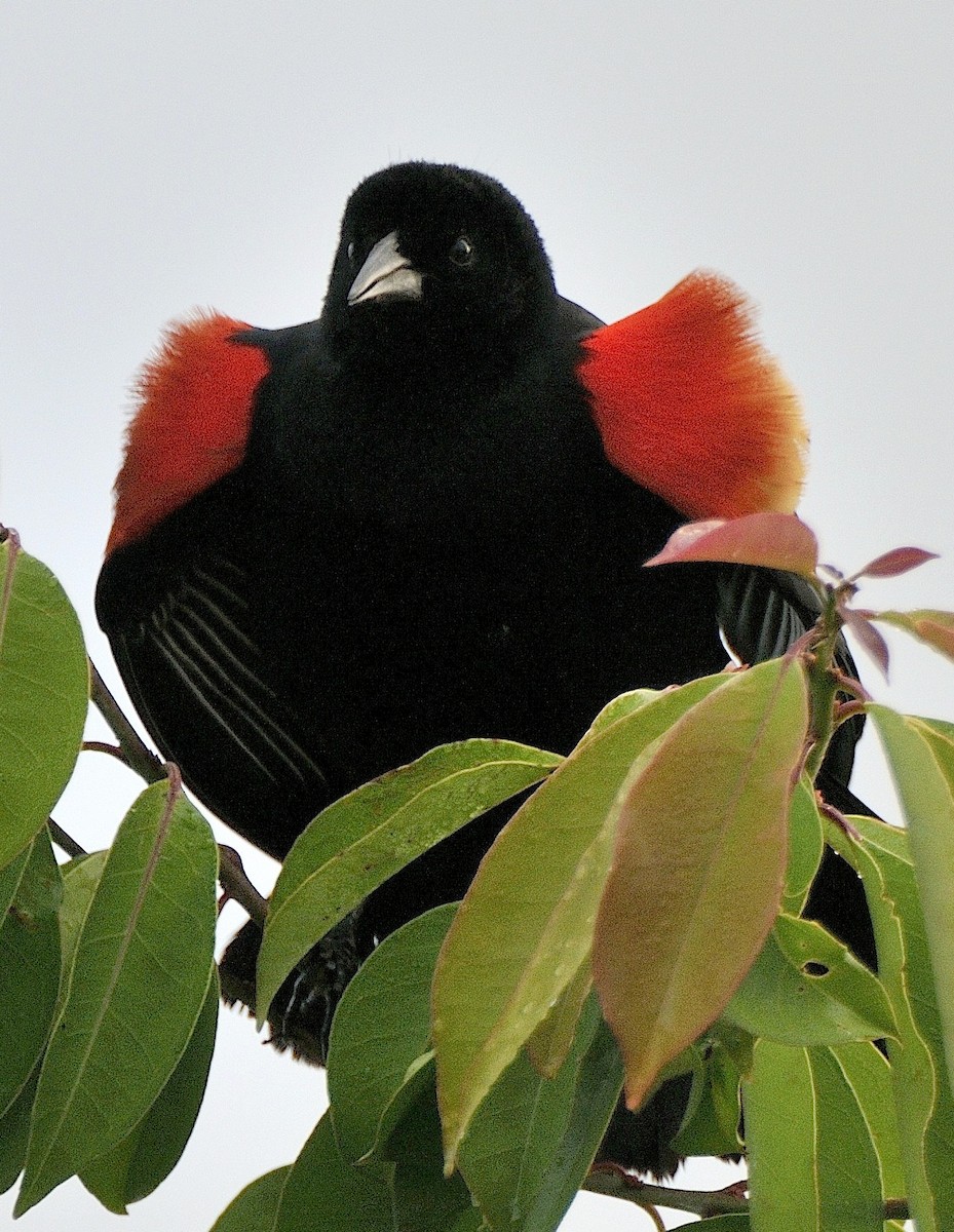 Red-winged Blackbird - Tomáš Grim
