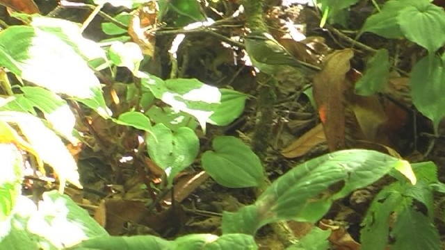 Ashy-throated Warbler - Yoel jimenez