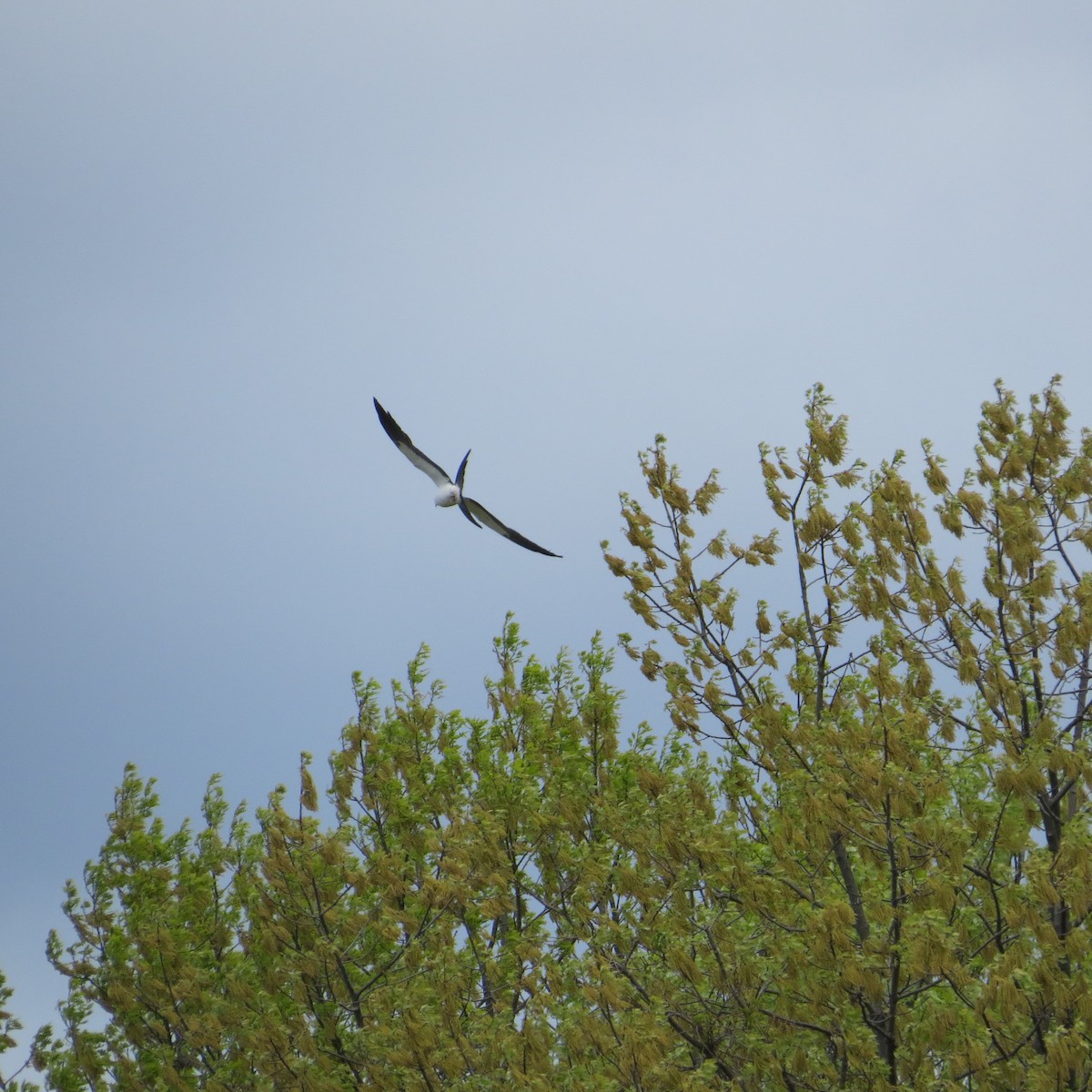 Swallow-tailed Kite - John Oshlick