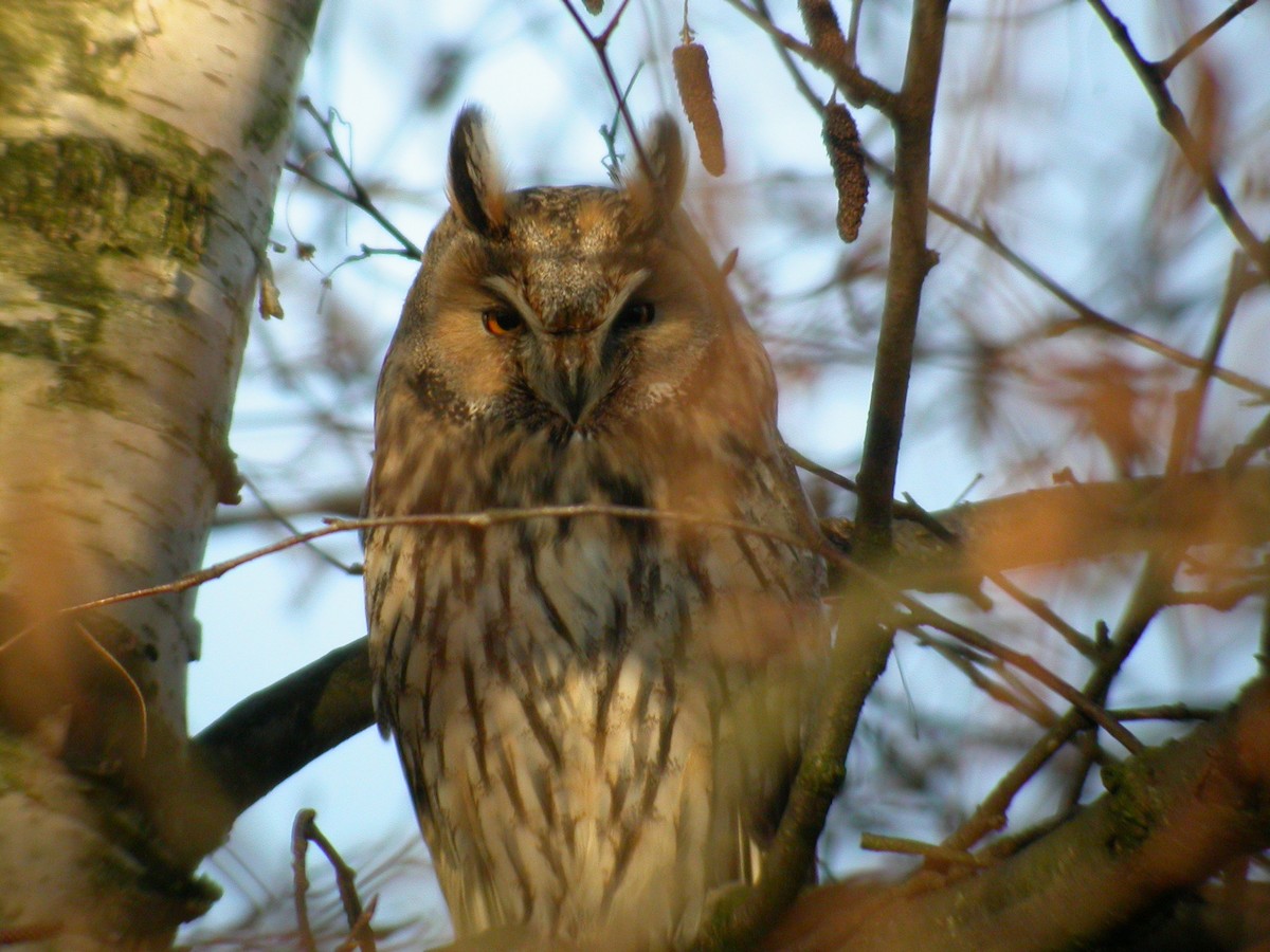 Long-eared Owl - ML204743991