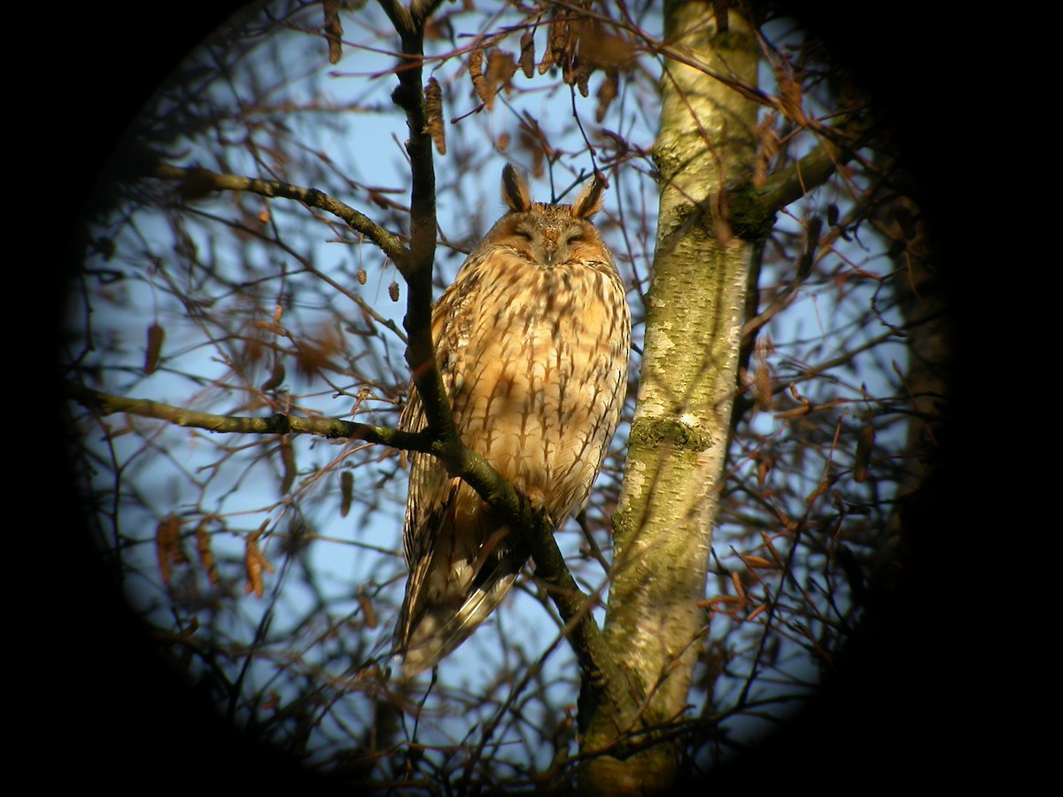 Long-eared Owl - ML204744001
