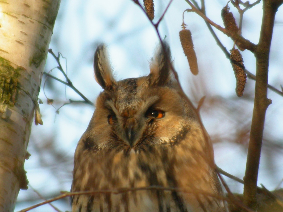 Long-eared Owl - Yoel jimenez