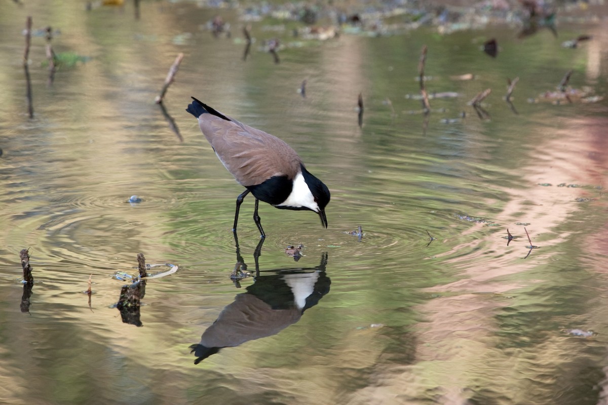 Spur-winged Lapwing - ML204744181