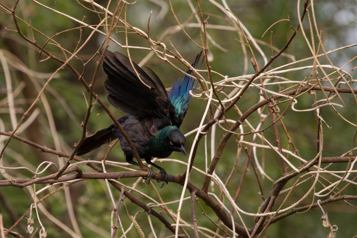 Long-tailed Glossy Starling - ML204744201