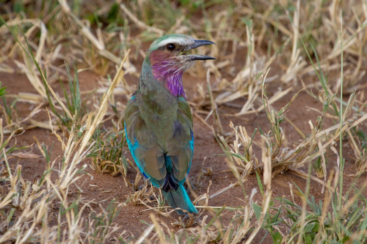 Lilac-breasted Roller - ML204744341