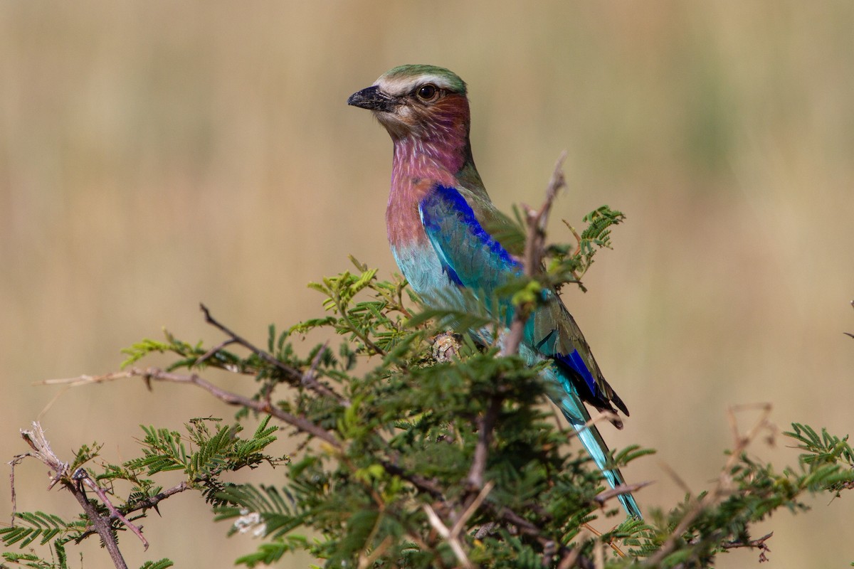 Lilac-breasted Roller - ML204744351