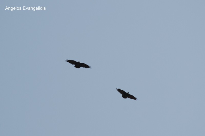 Fan-tailed Raven - Angelos Evangelidis