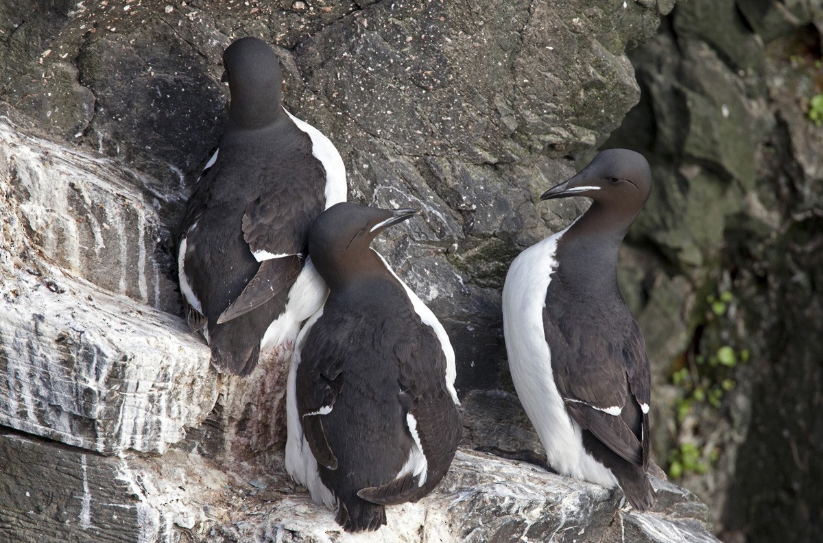 Thick-billed Murre - ML204744991