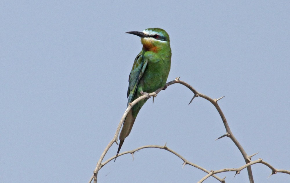 Blue-cheeked Bee-eater - Hans Petter Kristoffersen