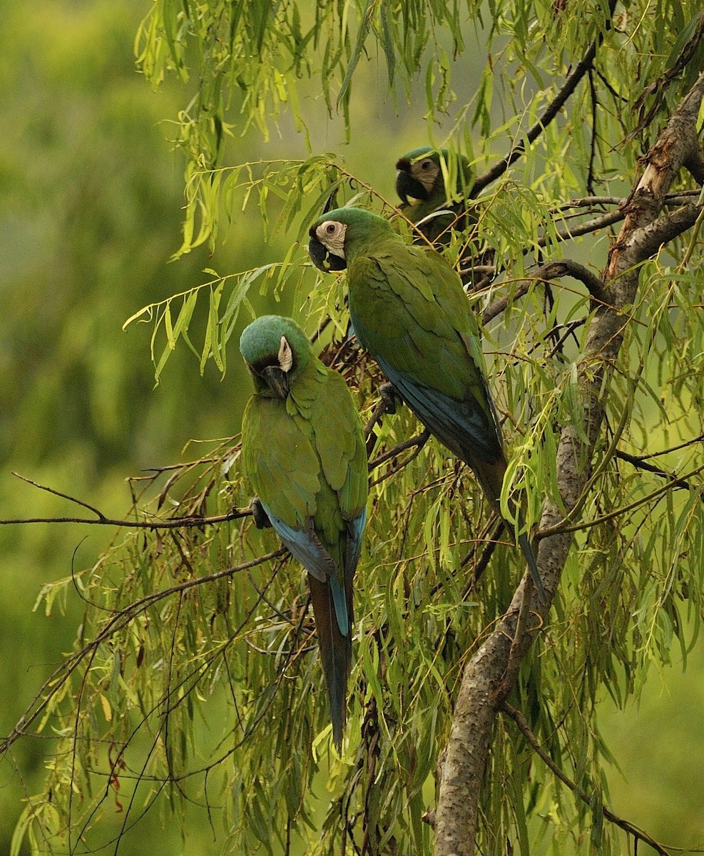 Chestnut-fronted Macaw - ML204745431