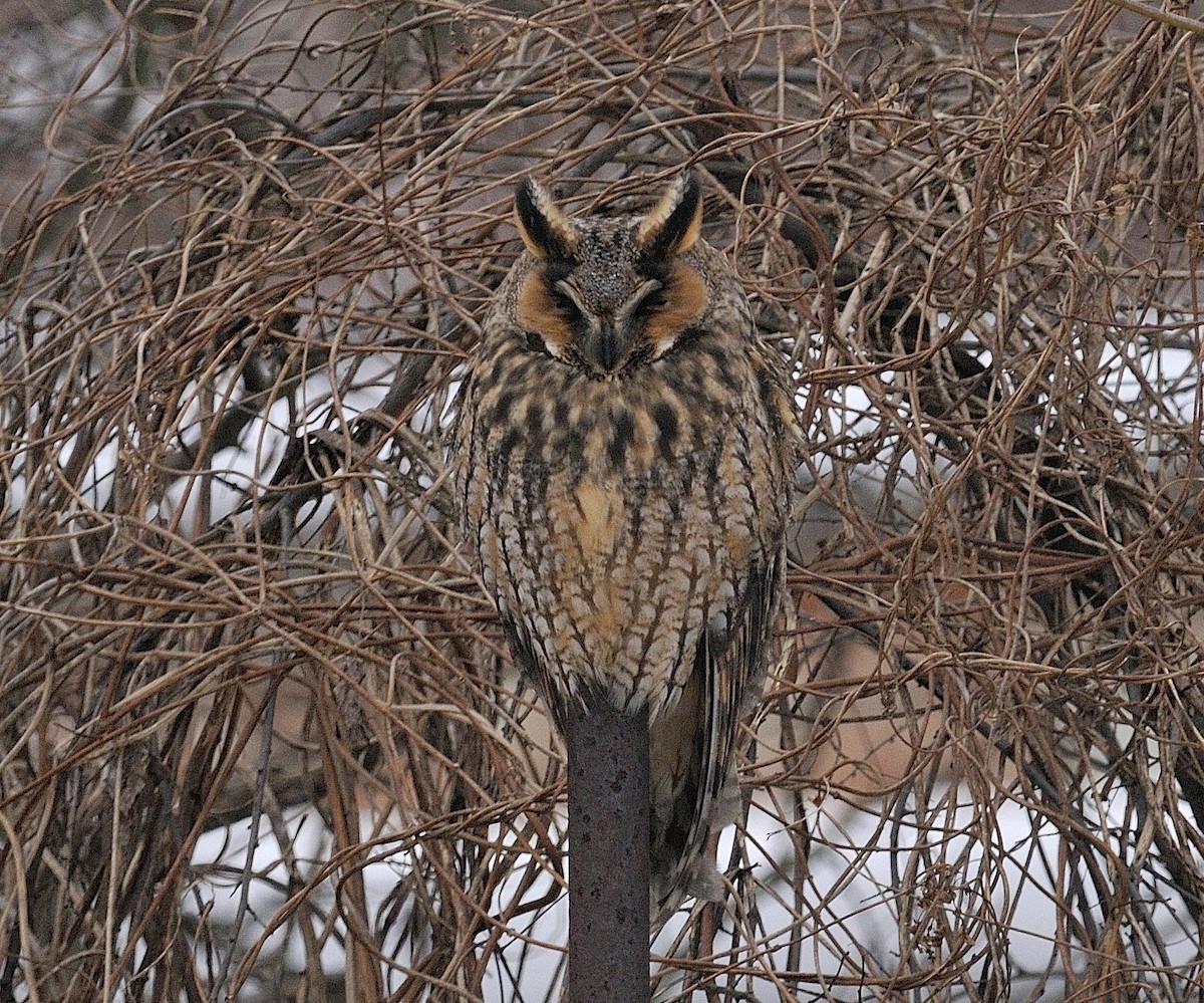 Long-eared Owl - Tomáš Grim