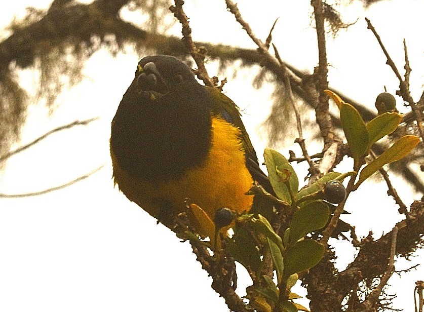 Black-chested Mountain Tanager - Tomáš Grim