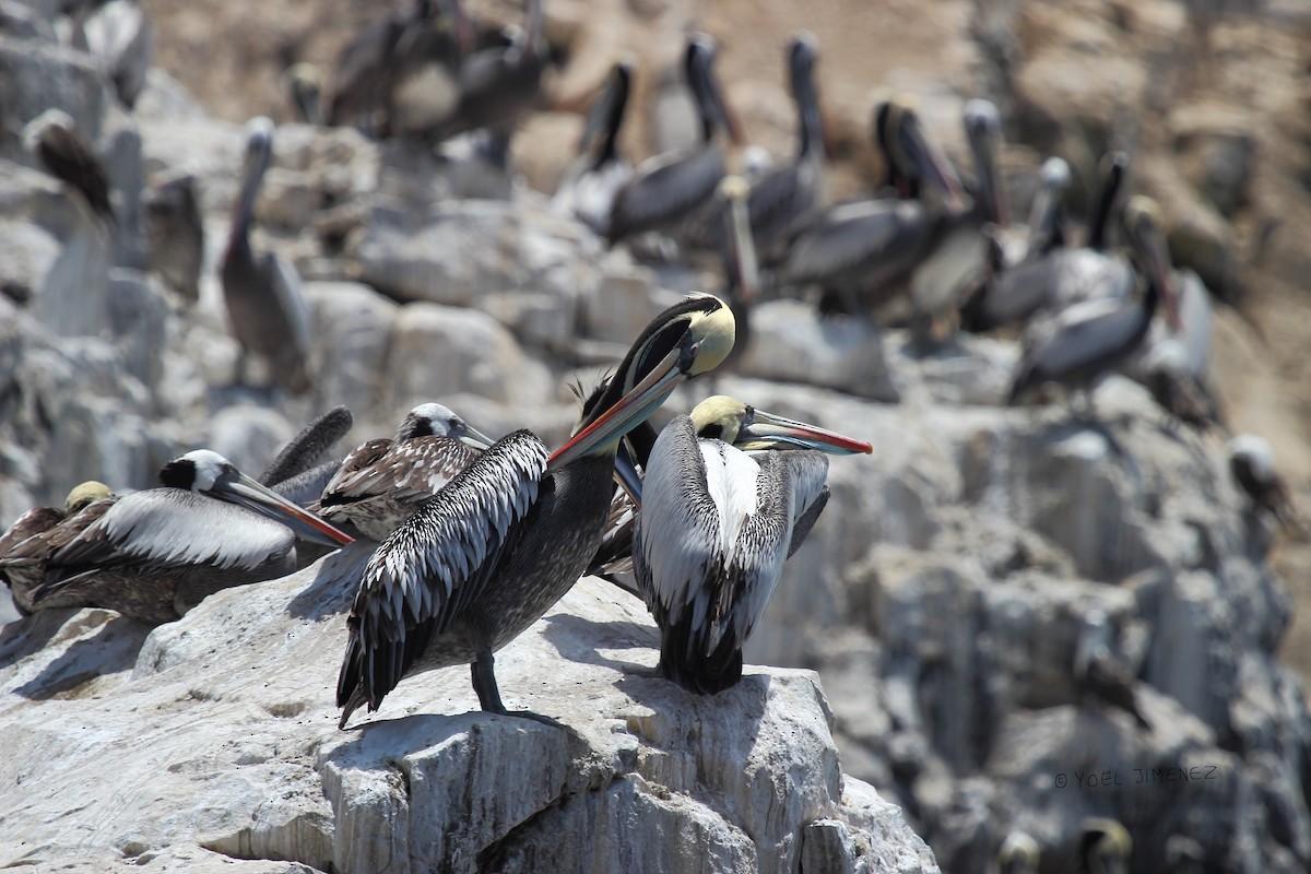 Peruvian Pelican - Yoel jimenez