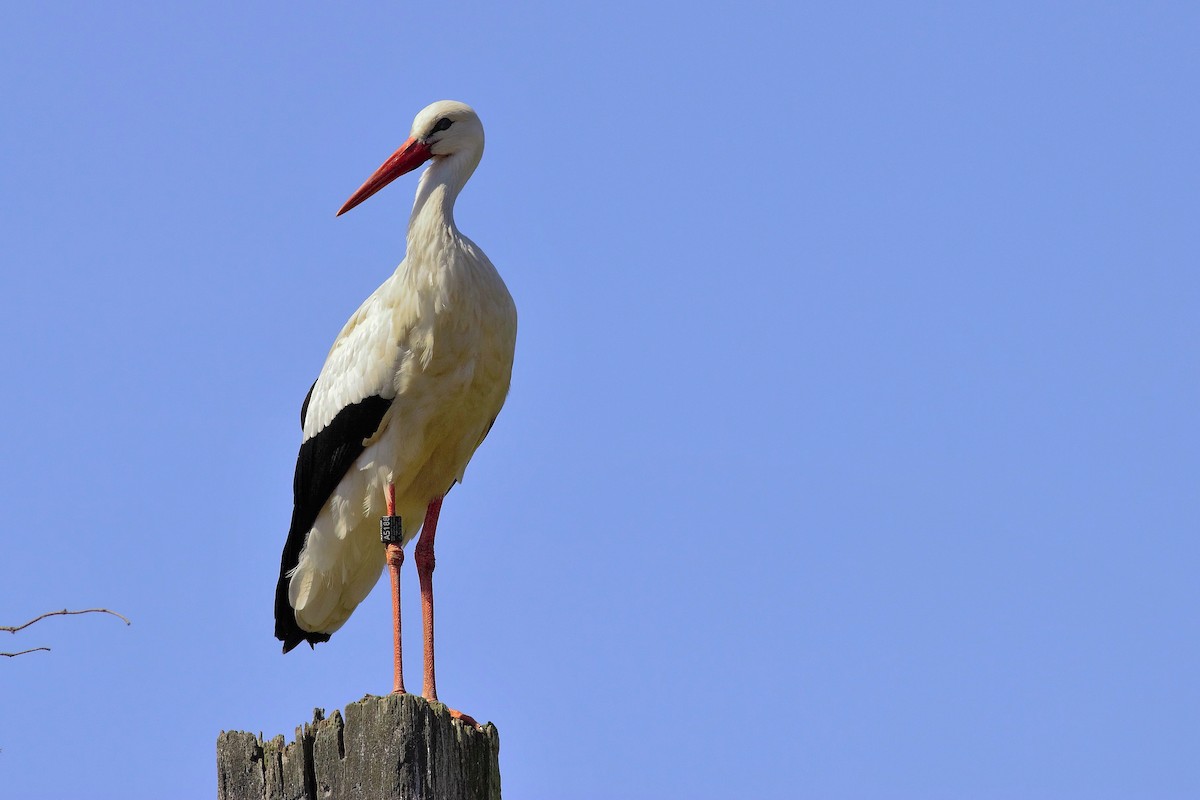 White Stork - Yoel jimenez