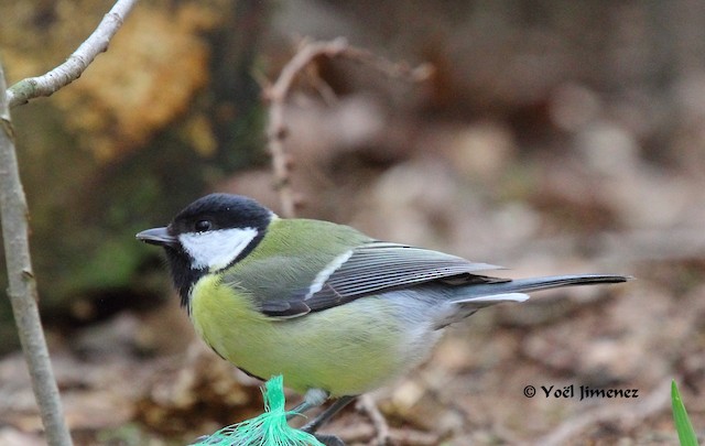 Formative Male Great Tit (subspecies <em class="SciName notranslate">major</em>). - Great Tit (Great) - 