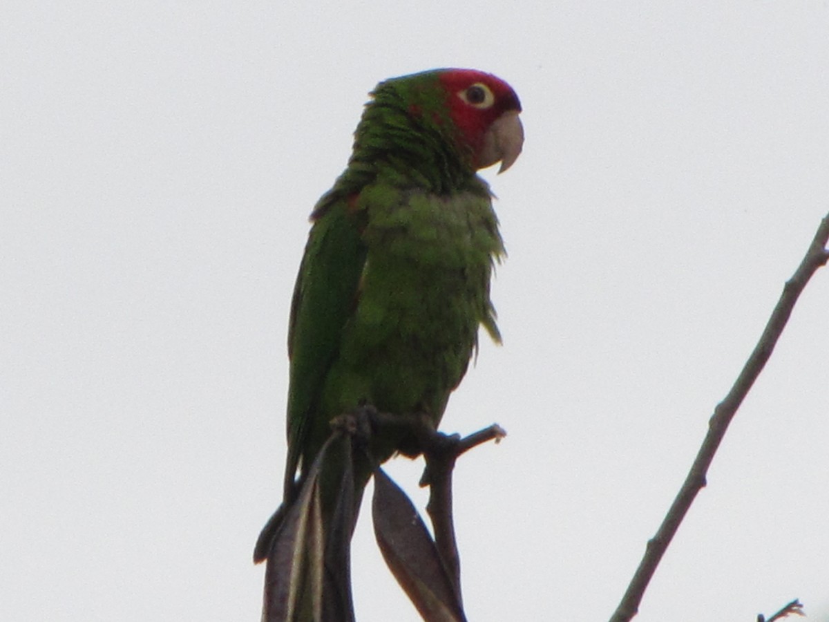 Red-masked Parakeet - Johnny Ramos Nunez