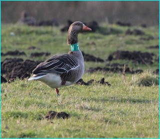 Graylag Goose, ML204746701