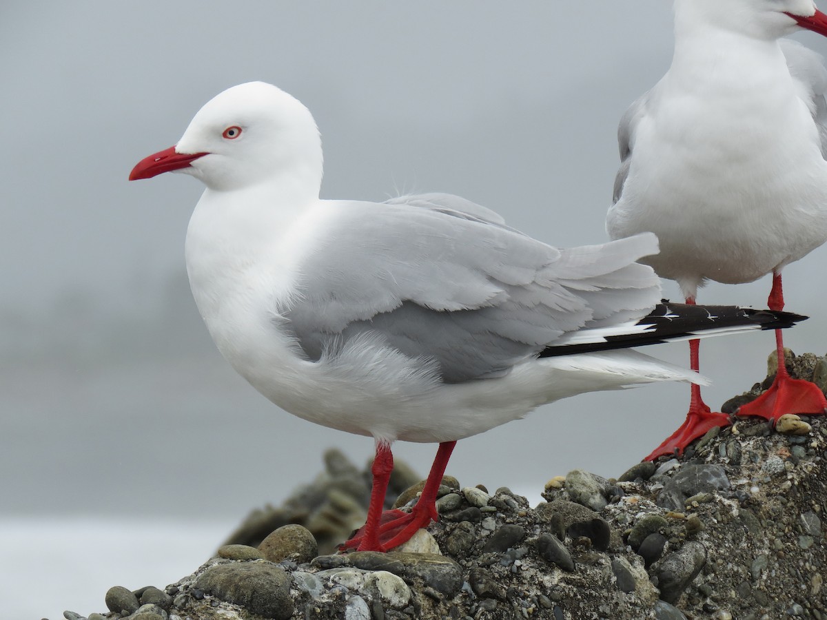 Silver Gull (Red-billed) - Nick Smith