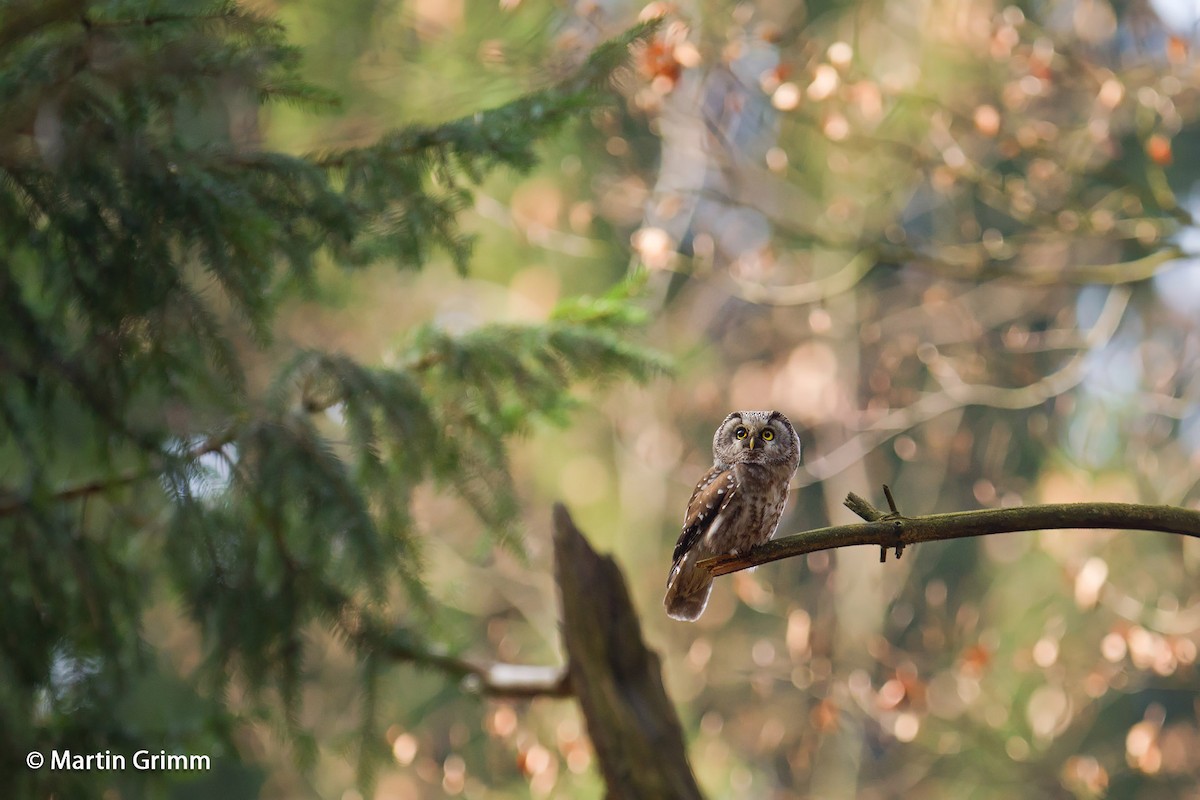 Boreal Owl (Tengmalm's) - Martin Grimm