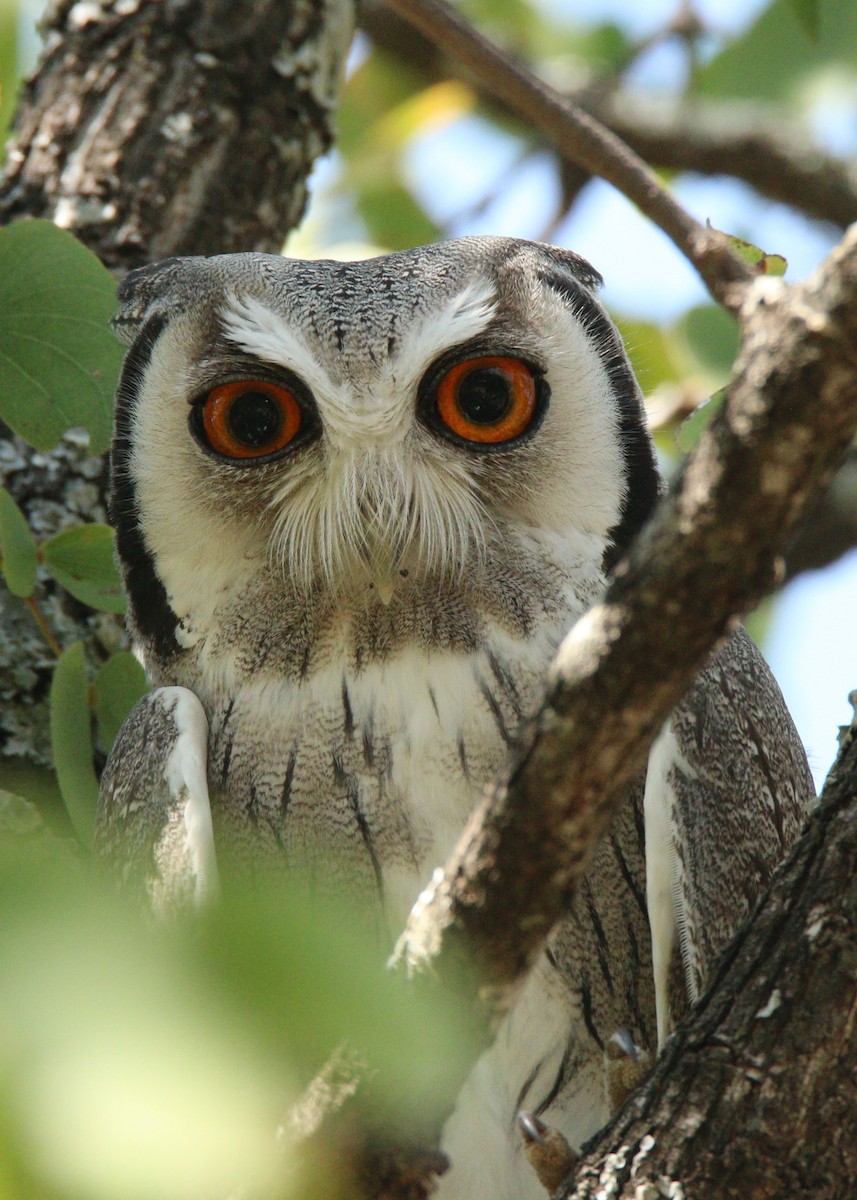 Southern White-faced Owl - ML204747051