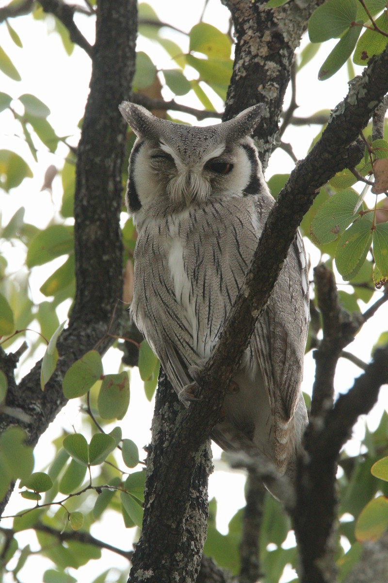 Southern White-faced Owl - ML204747061