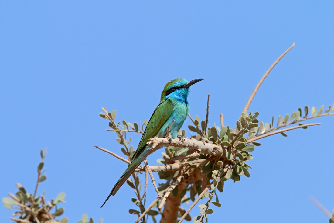 Arabian Green Bee-eater - ML204747251