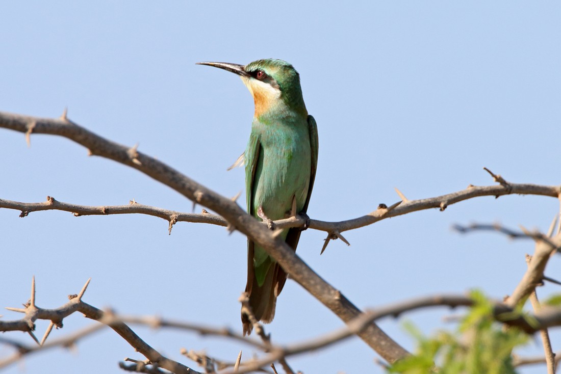 Blue-cheeked Bee-eater - ML204747271