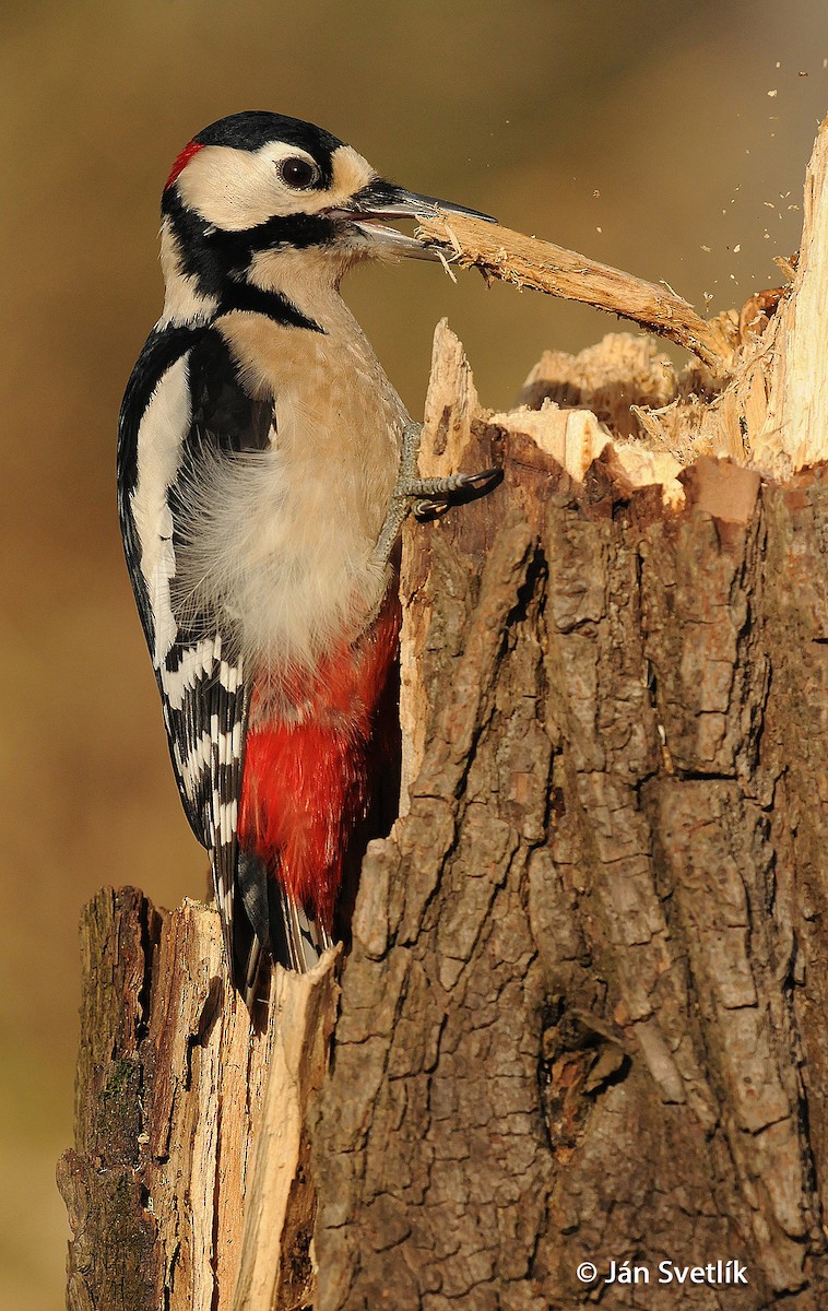 Great Spotted Woodpecker (Great Spotted) - Jan Svetlik