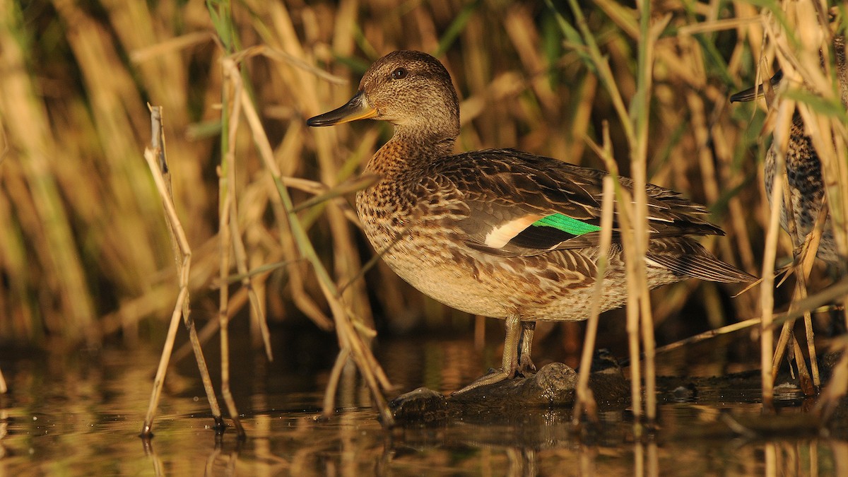 Green-winged Teal - ML204747651