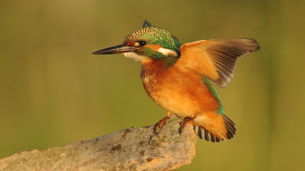 Common Kingfisher - Jan Svetlik