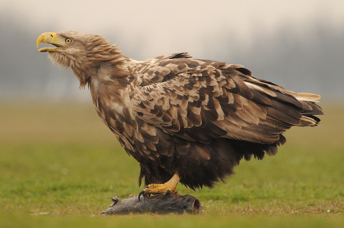 White-tailed Eagle - Jan Svetlik