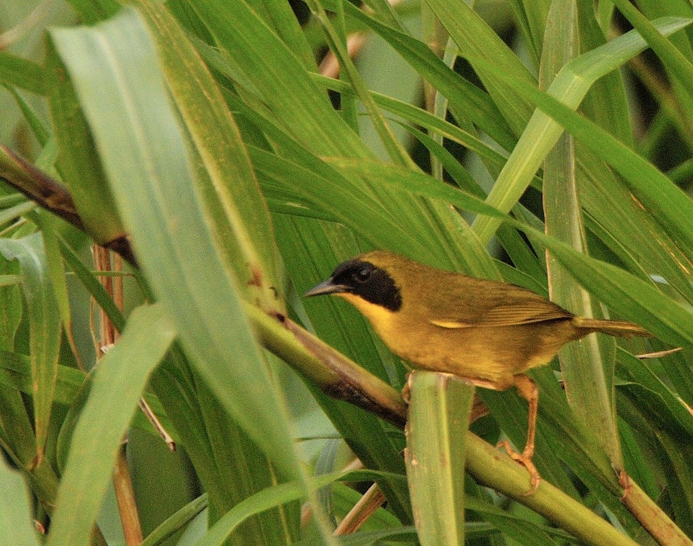 Olive-crowned Yellowthroat (Baird's) - Tomáš Grim