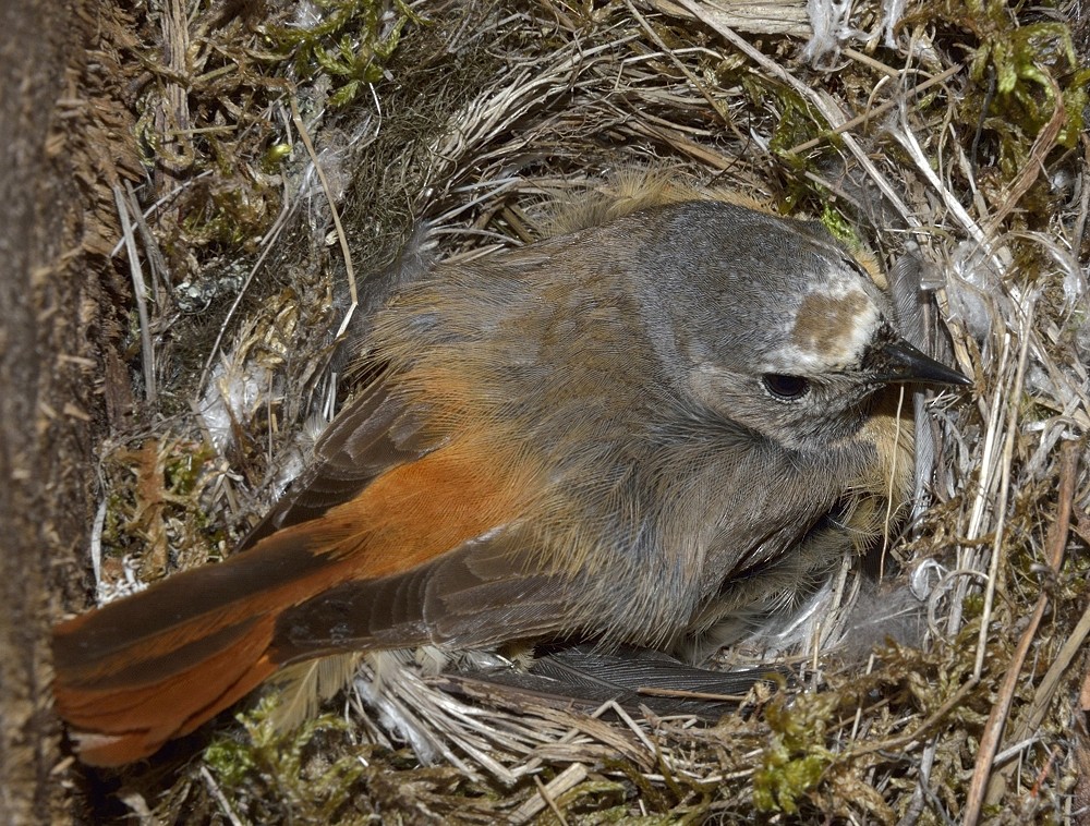 Common Redstart - Tomáš Grim