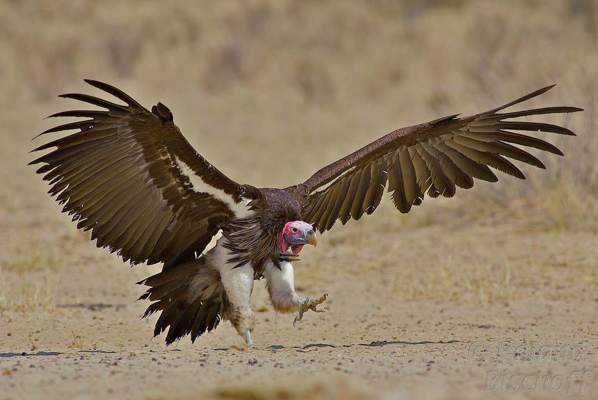 Lappet-faced Vulture - Roland Bischoff