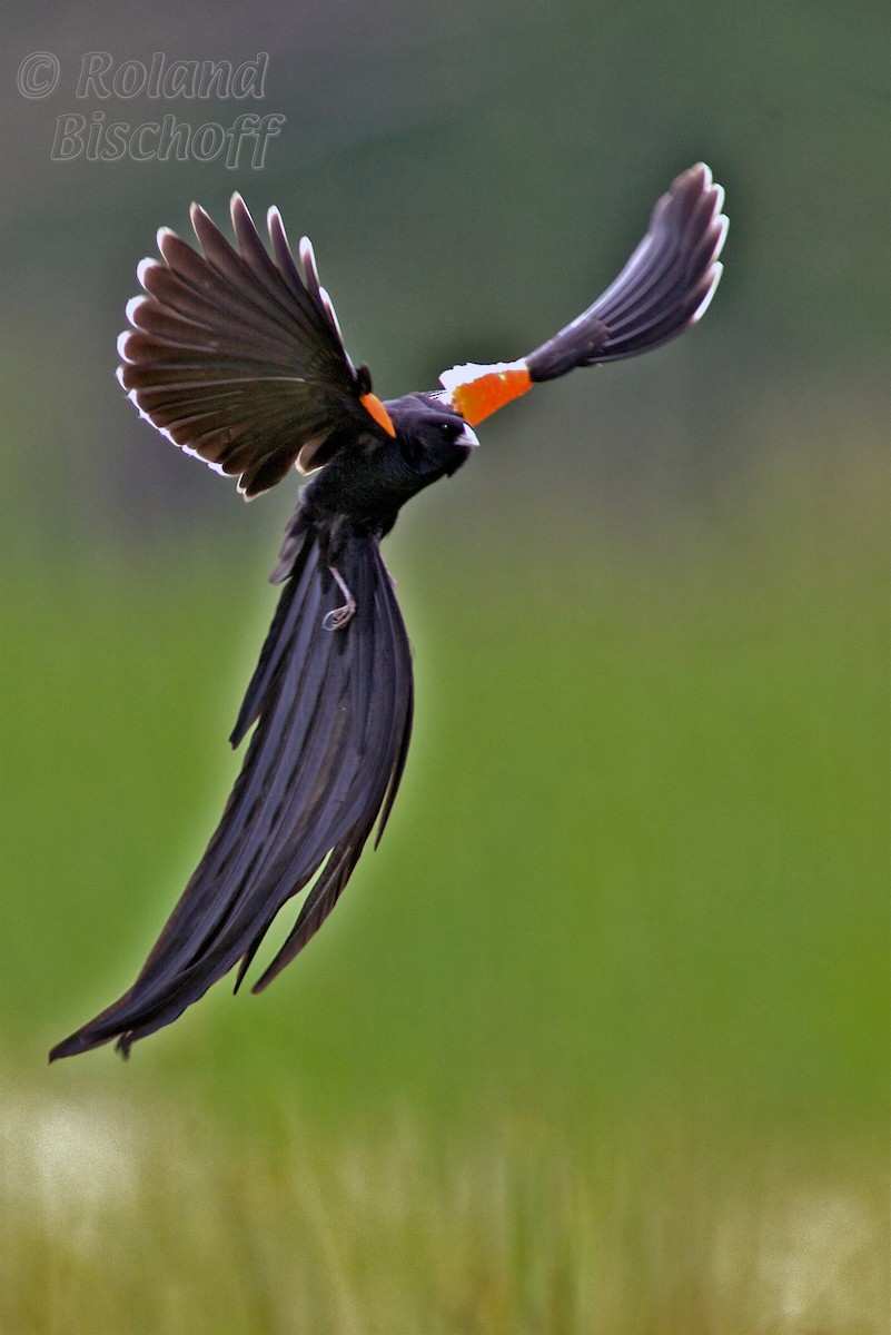 Long-tailed Widowbird - ML204748971