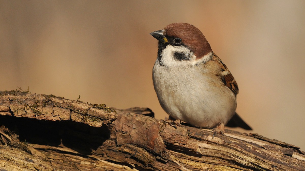 Eurasian Tree Sparrow - ML204749801