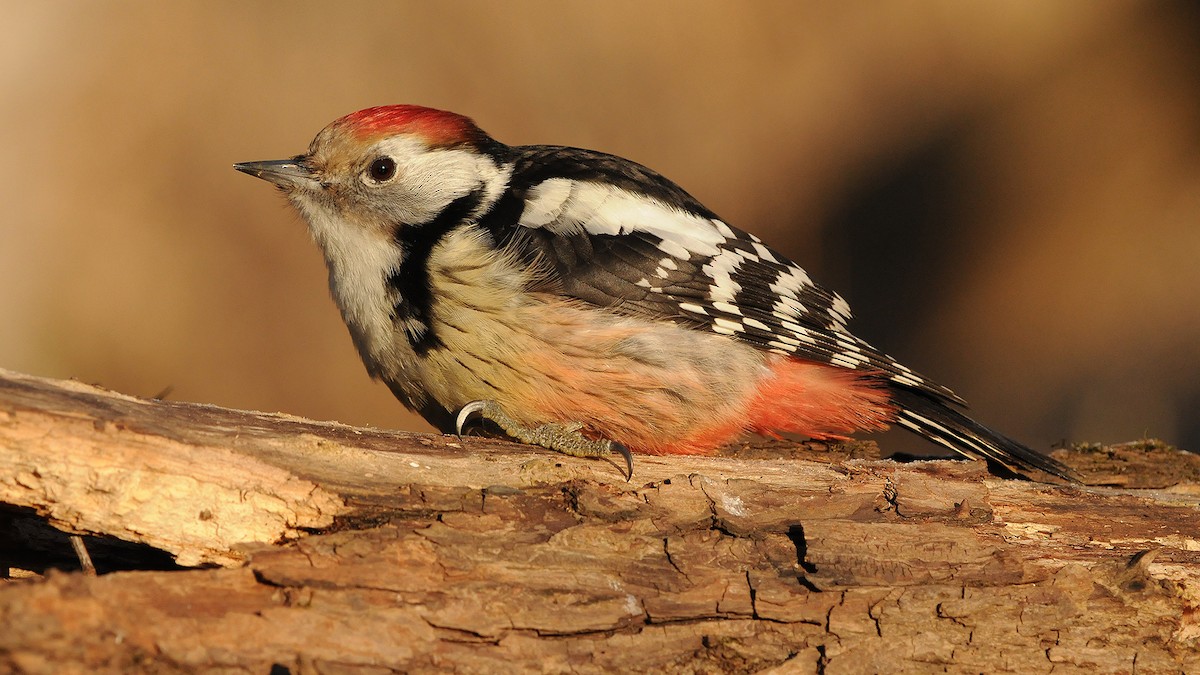 Middle Spotted Woodpecker - Jan Svetlik
