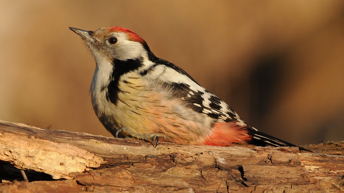 Middle Spotted Woodpecker - Jan Svetlik