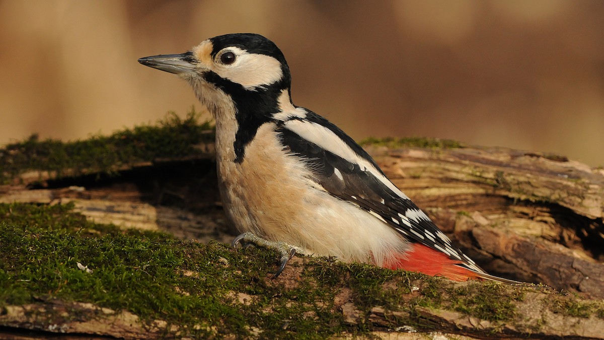Great Spotted Woodpecker - ML204749901