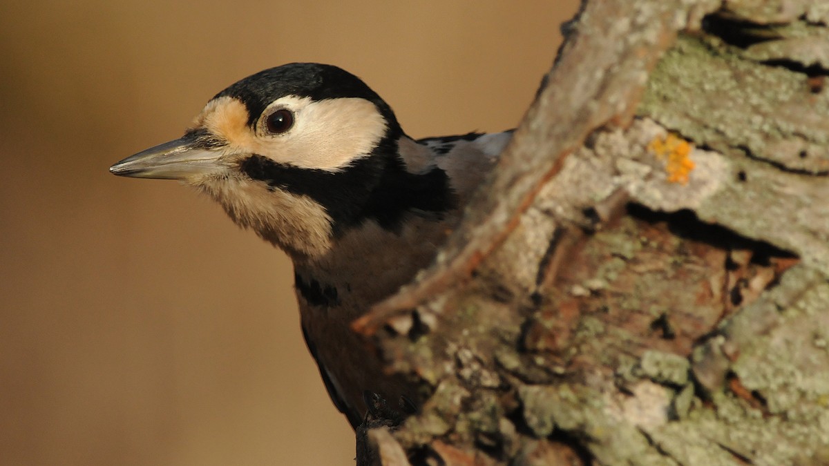 Great Spotted Woodpecker - ML204749911
