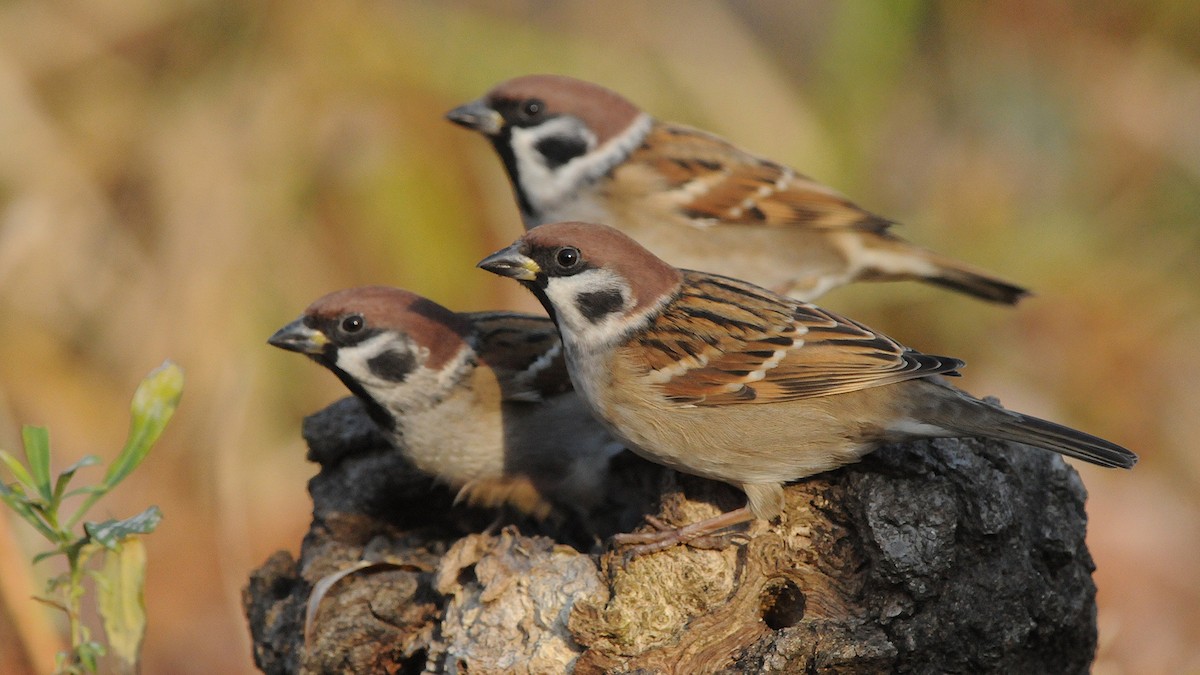Eurasian Tree Sparrow - Jan Svetlik