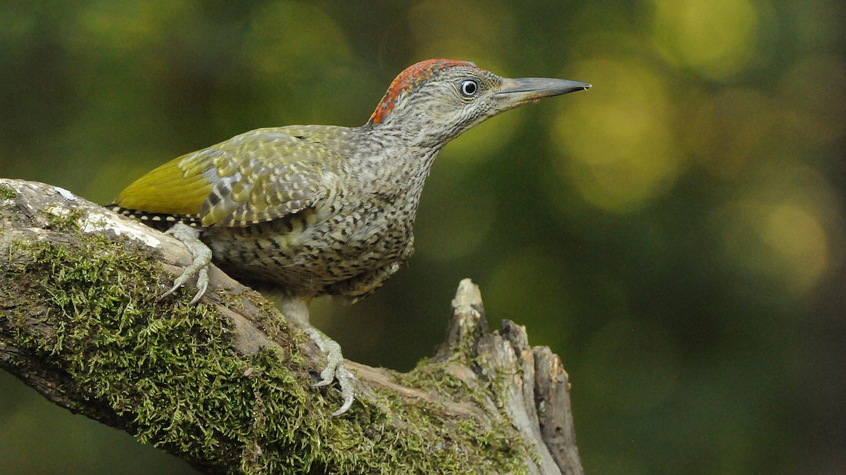 Eurasian Green Woodpecker - Jan Svetlik