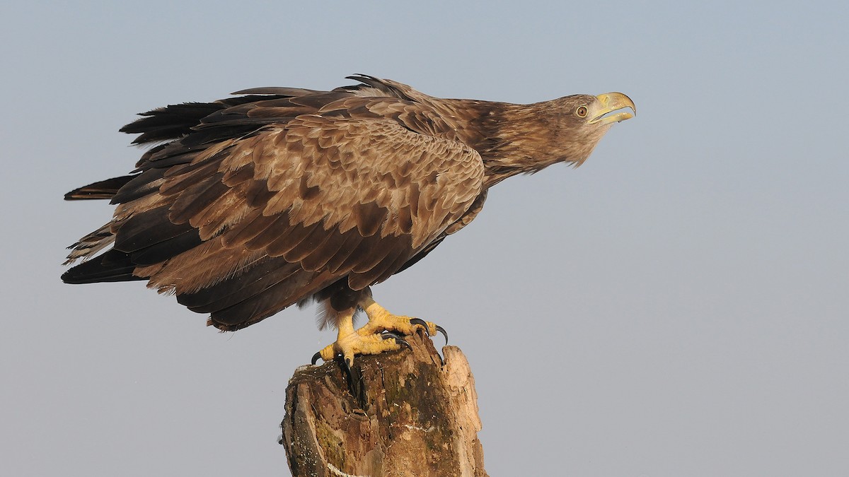 White-tailed Eagle - Jan Svetlik