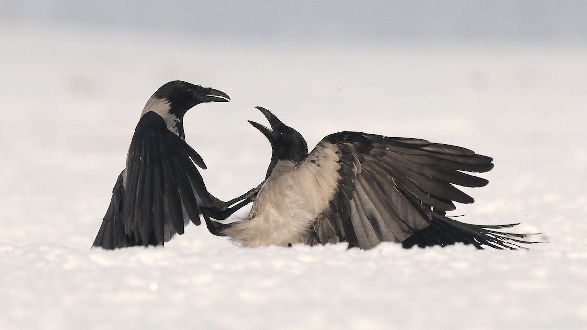 Hooded Crow (Hooded) - Jan Svetlik